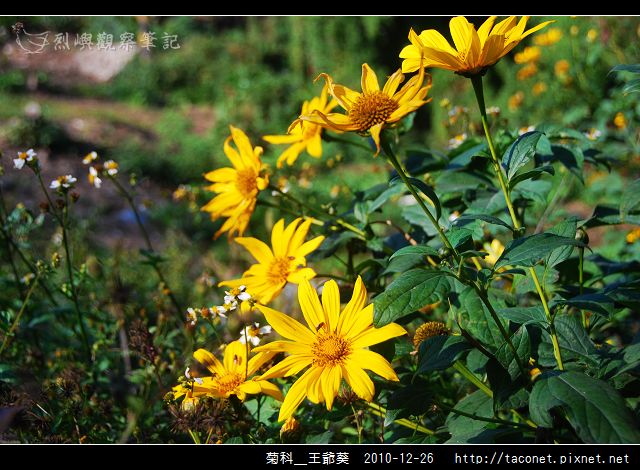 菊科-王爺葵_12.jpg
