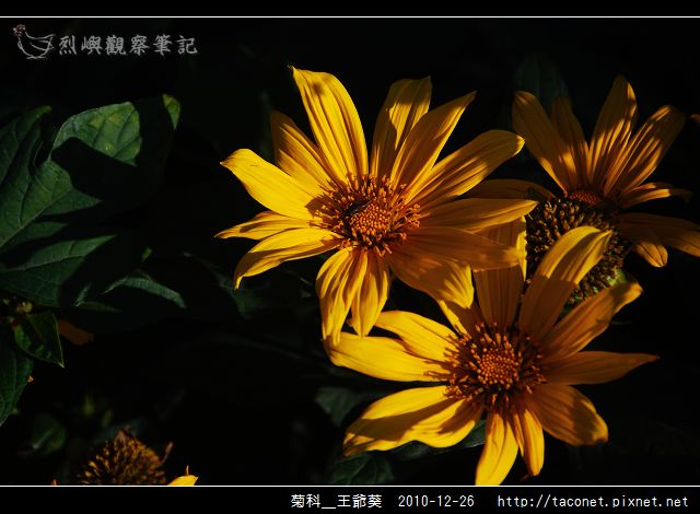菊科-王爺葵_08.jpg