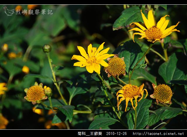 菊科-王爺葵_07.jpg