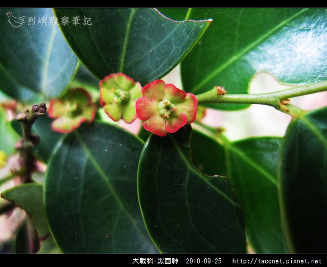 大戟科-黑面神_09.jpg