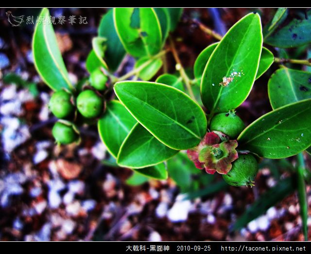 大戟科-黑面神_05.jpg