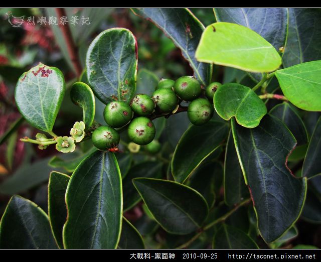 大戟科-黑面神_04.jpg