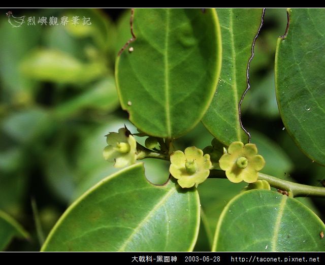 大戟科-黑面神_03.jpg