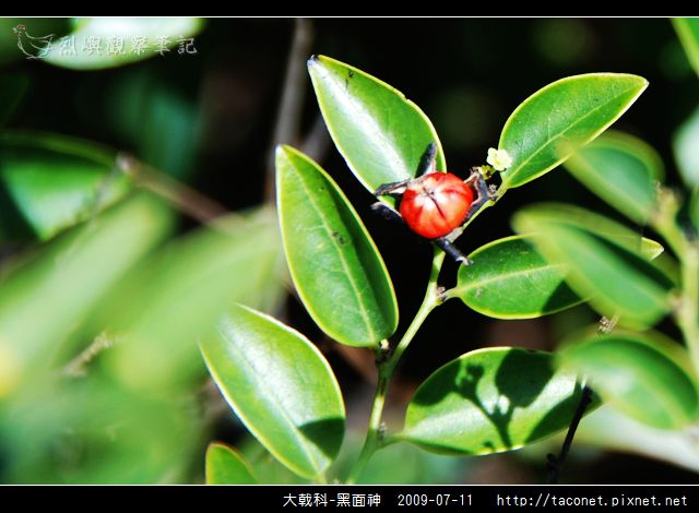 大戟科-黑面神_02.jpg