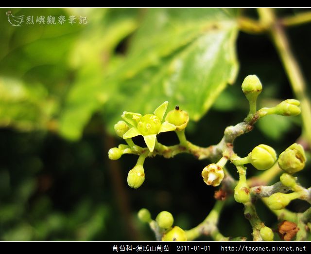 葡萄科-漢氏山葡萄_14.jpg