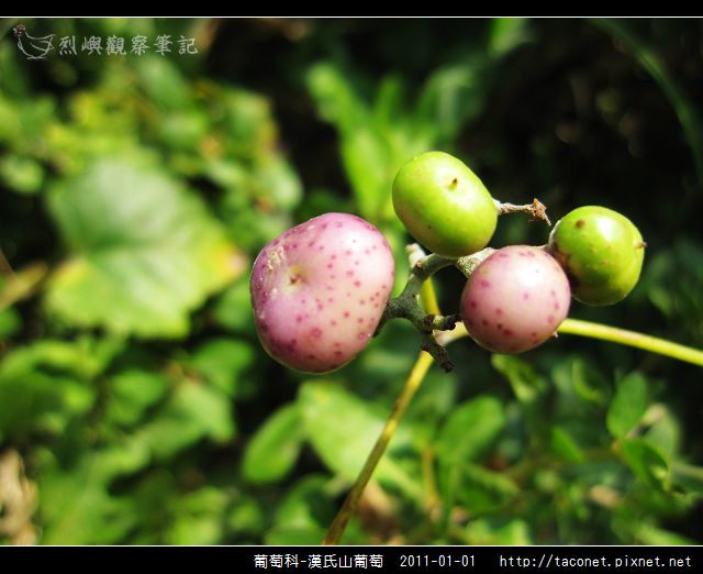 葡萄科-漢氏山葡萄_16.jpg
