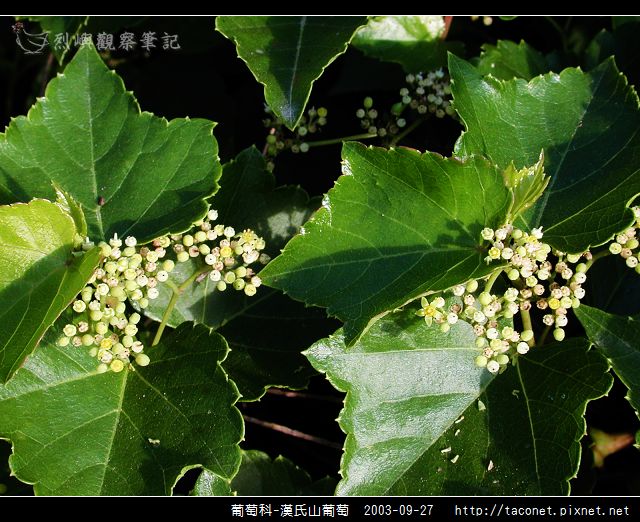 葡萄科-漢氏山葡萄_01.jpg
