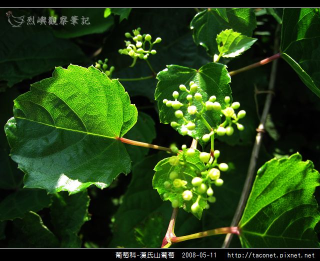 葡萄科-漢氏山葡萄_10.jpg