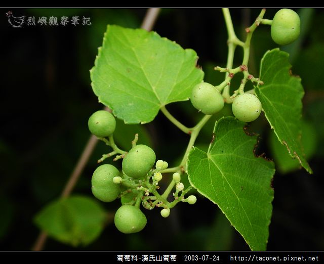 葡萄科-漢氏山葡萄_09.jpg