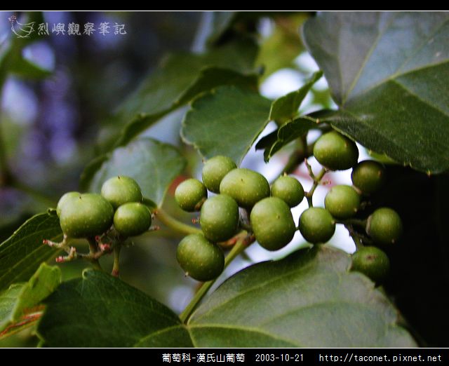 葡萄科-漢氏山葡萄_08.jpg