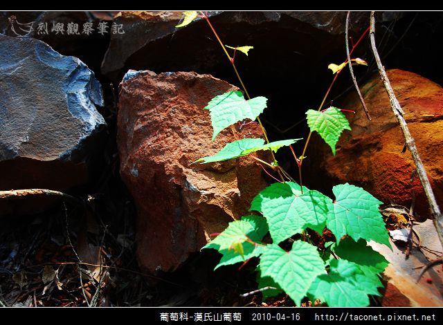 葡萄科-漢氏山葡萄_07.jpg