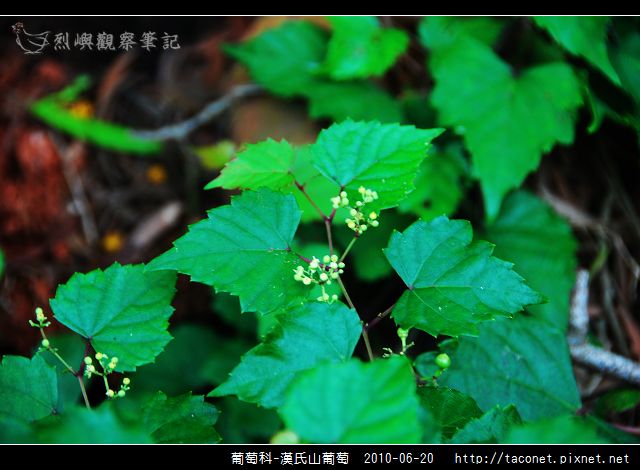 葡萄科-漢氏山葡萄_06.jpg