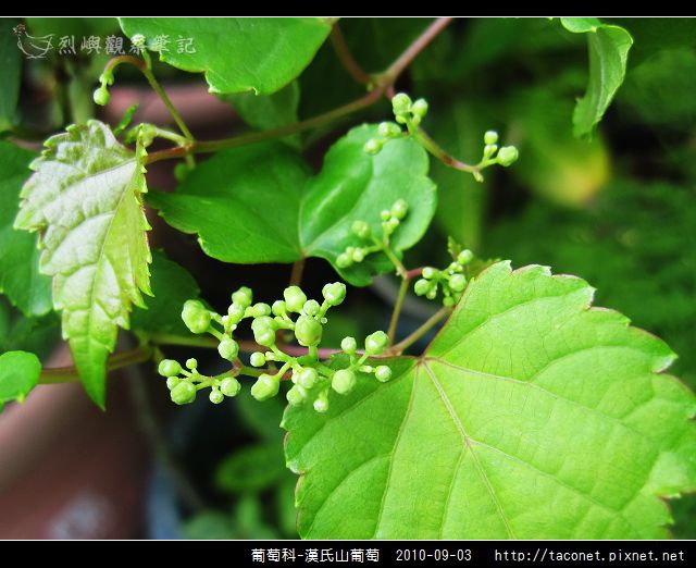 葡萄科-漢氏山葡萄_05.jpg