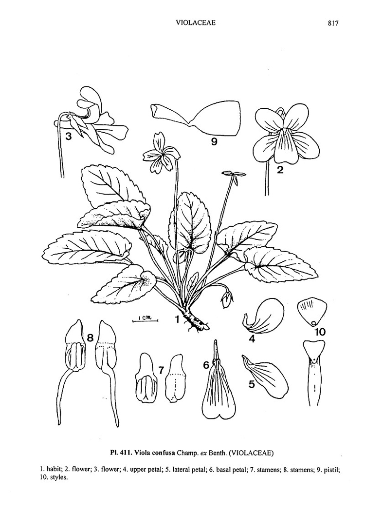菲律賓堇菜.jpg