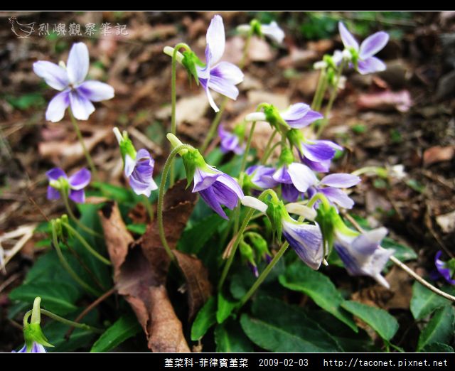 堇菜科-菲律賓堇菜_14.jpg