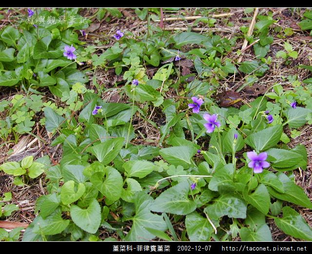 堇菜科-菲律賓堇菜_13.jpg