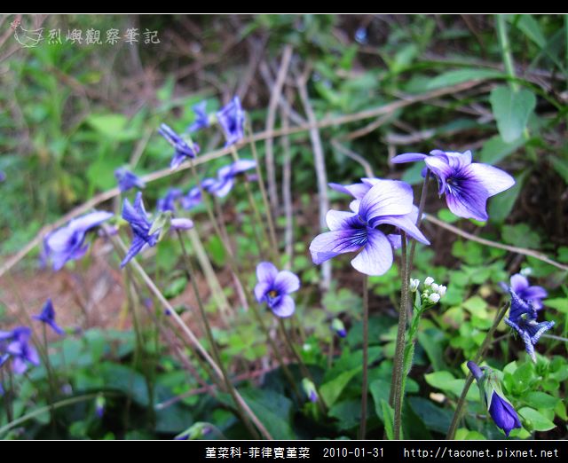 堇菜科-菲律賓堇菜_10.jpg