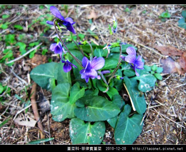 堇菜科-菲律賓堇菜_07.jpg