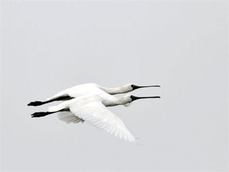 20110124-黑面琵鷺現蹤烈嶼陵水湖驚艷