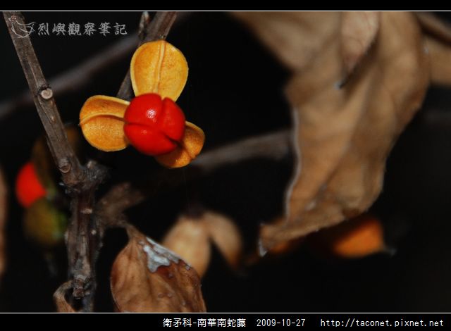 衛矛科-南華南蛇藤_03.jpg