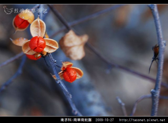 衛矛科-南華南蛇藤_01.jpg