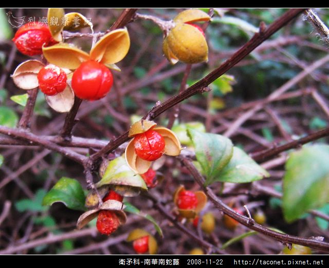 衛矛科-南華南蛇藤_12.jpg