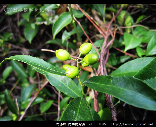 衛矛科-南華南蛇藤_08.jpg