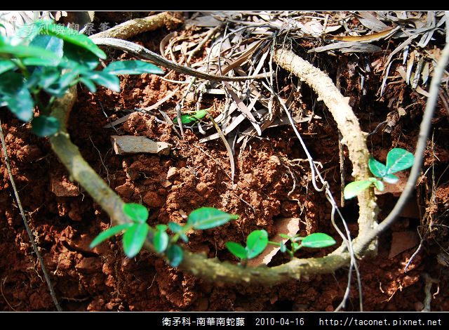衛矛科-南華南蛇藤_07.jpg