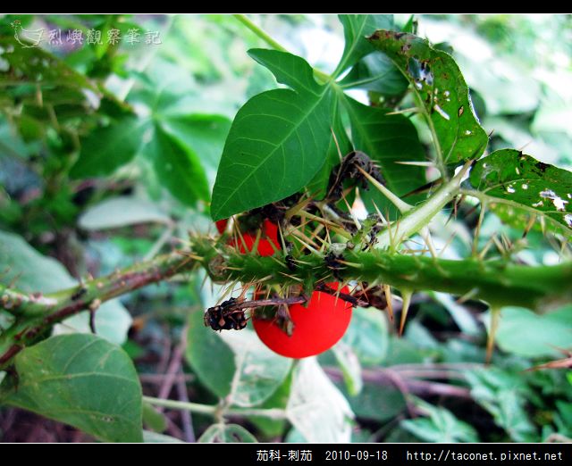 茄科-刺茄_10.jpg