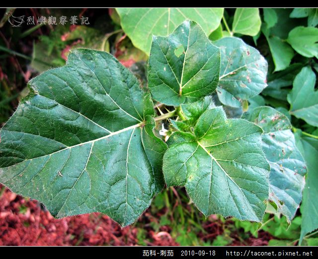 茄科-刺茄_07.jpg