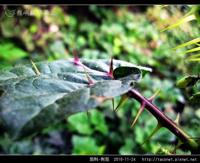 茄科-刺茄_05.jpg