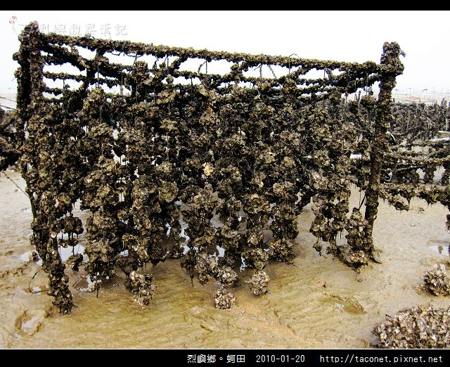 烈嶼鄉。蚵田_28.jpg