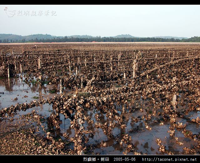烈嶼鄉。蚵田_18.jpg