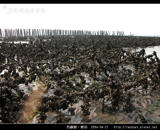烈嶼鄉。蚵田_15.jpg