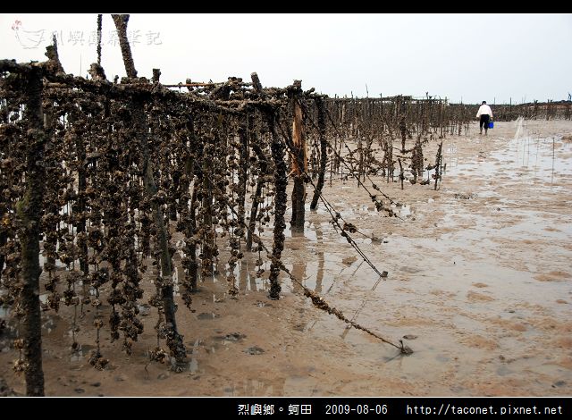 烈嶼鄉。蚵田_06.jpg