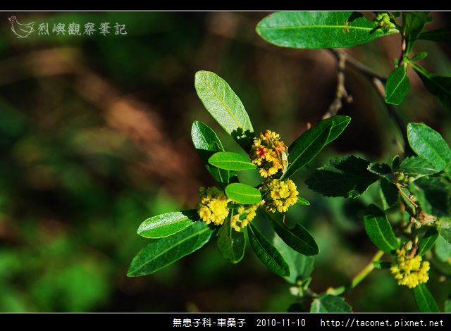 無患子科-車桑子_06.jpg