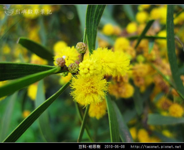 豆科-相思樹_15.jpg