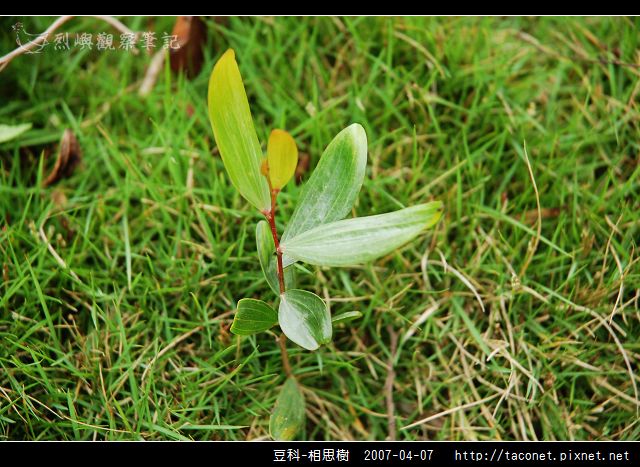 豆科-相思樹_04.jpg