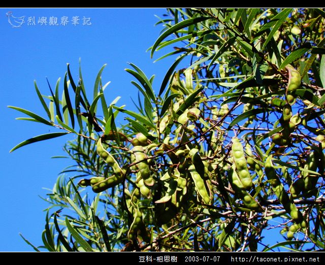 豆科-相思樹_01.jpg