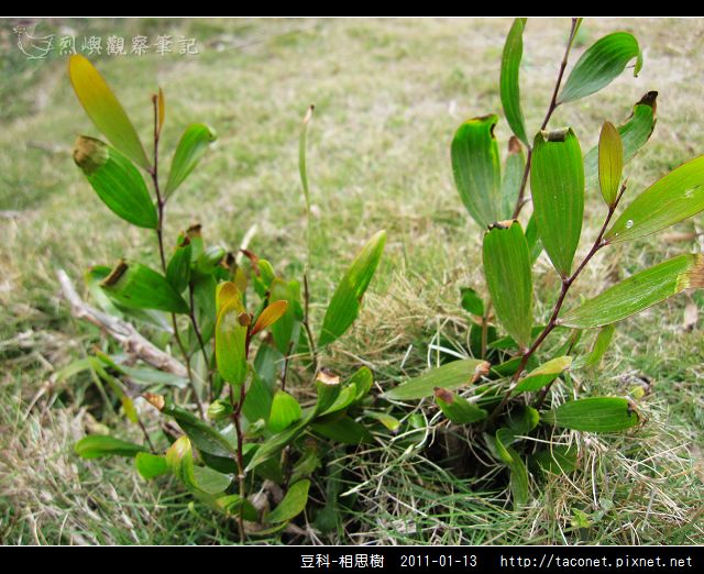 豆科-相思樹_12.jpg