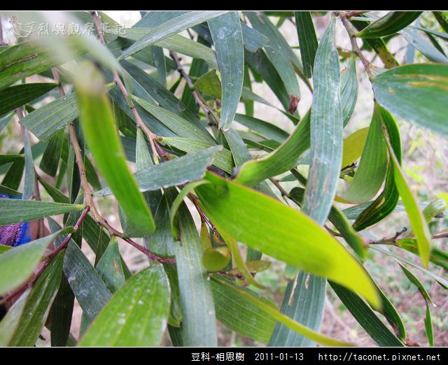 豆科-相思樹_10.jpg