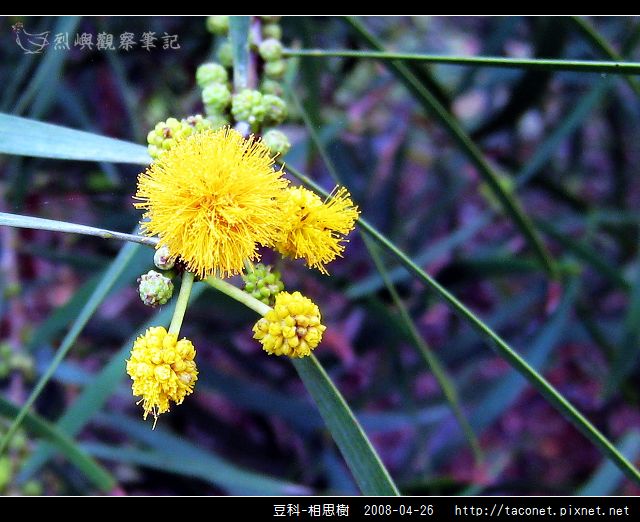 豆科-相思樹_08.jpg