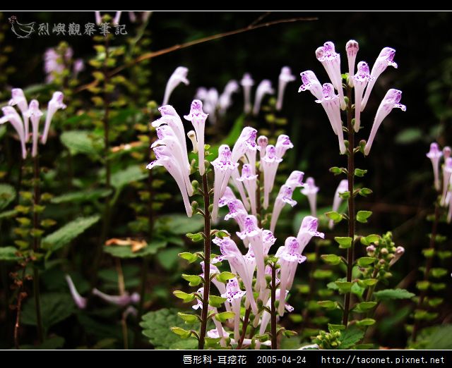 唇形科-耳挖花_08.jpg