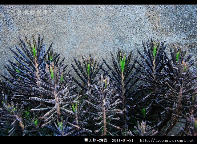 景天科-錦蝶_06.jpg