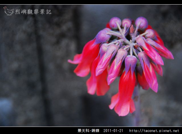 景天科-錦蝶_05.jpg