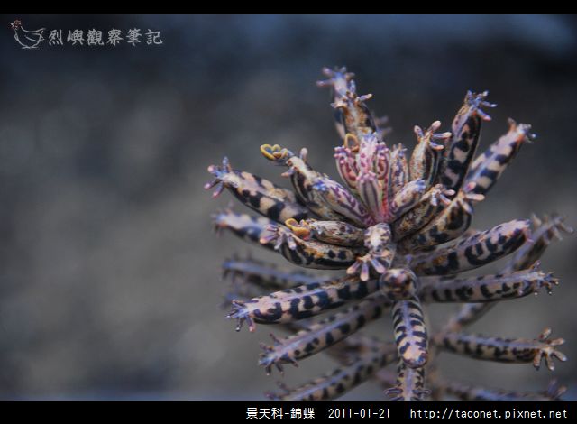 景天科-錦蝶_04.jpg