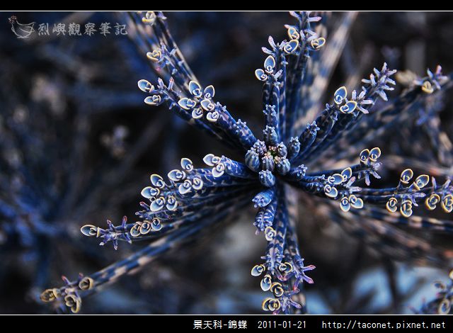 景天科-錦蝶_03.jpg