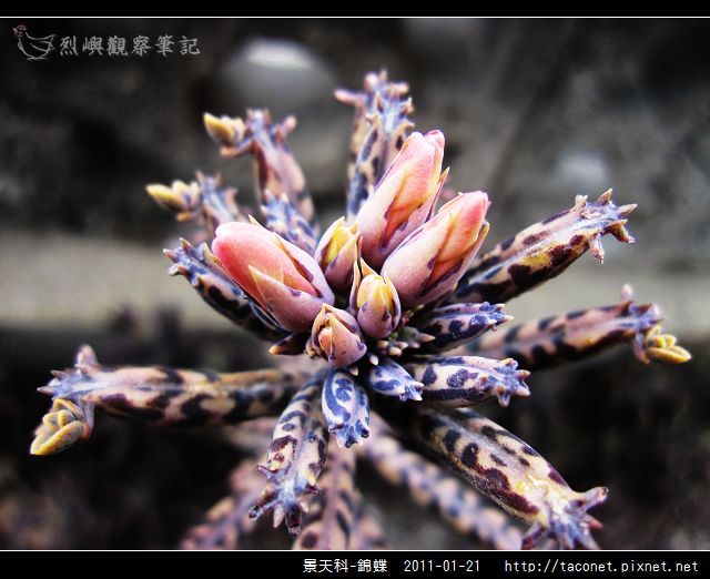 景天科-錦蝶_12.jpg