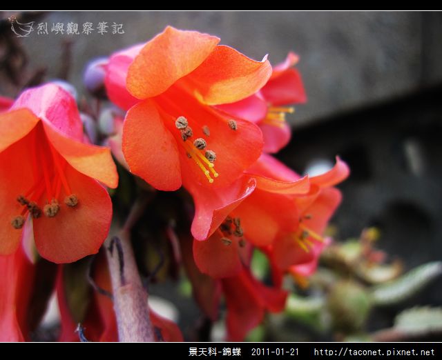 景天科-錦蝶_10.jpg