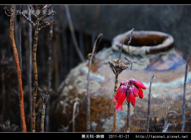 景天科-錦蝶_07.jpg